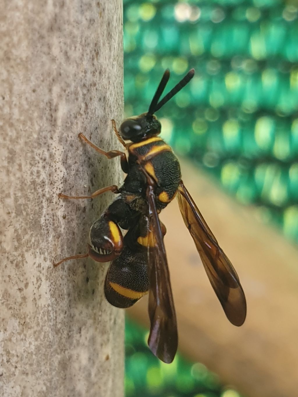 Leucospidae che attenzionano un nido di Isodontia mexicana